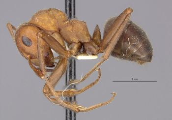 Media type: image;   Entomology 23246 Aspect: hala